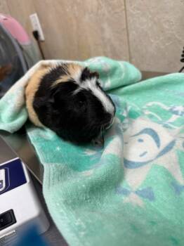 Rescue Guinea Pig Guinea Pigs for Adoption in Honolulu, Hawaii - Lily | PetCurious